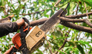 Elagueur, élagage d’arbre 94 à Vitry sur Seine